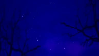 浪漫月色花瓣飞舞晚会节目背景视频的预览图
